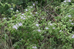 Ageratina adenophora